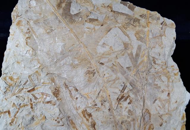 Dictyophyllum sp. (LINDLEY & W. HUTTON 1834) & Podozamites sp. - Bild © FossNet FossilienStore